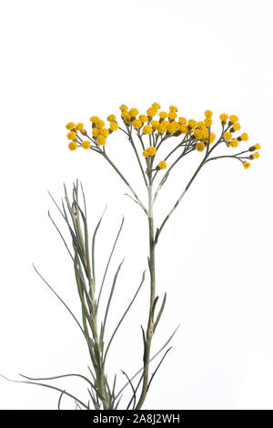 Heilpflanze aus meinem Garten: Helichrysum italicum (Curry) Detail der gelben Blüten und Blätter auf weißem Hintergrund Seitenansicht isoliert Stockfoto