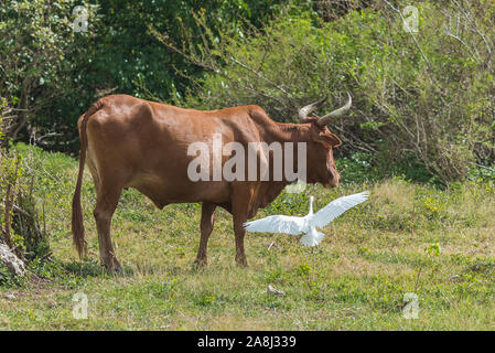 Braune Kuh, die auf einem Feld steht, mit einem westlichen Rind Reiher, schöner weißer Vogel, der fliegt Stockfoto