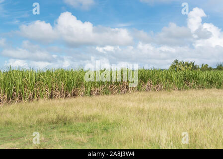 Zuckerrohrfeld auf der Insel Marie-Galante in Guadeloupe Stockfoto