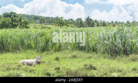 Zuckerrohrfeld auf der Insel Marie-Galante in Guadeloupe Stockfoto