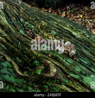 Armillaria Mellea auf totem Holz Stockfoto