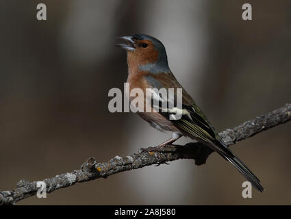 Buchfink, gewöhnlicher Buchfink, Fringilla coelebs, männlich, Gesang aus Zweig Stockfoto