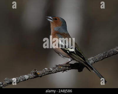 Buchfink, gewöhnlicher Buchfink, Fringilla coelebs, männlich, Gesang aus Zweig Stockfoto