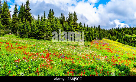 Wandern durch die alpinen Wiesen mit Wildblumen reichlich gefüllt. Für Tod Berg an der alpinen Dorf Sun Peaks in der Shuswap Hochland von BC Stockfoto