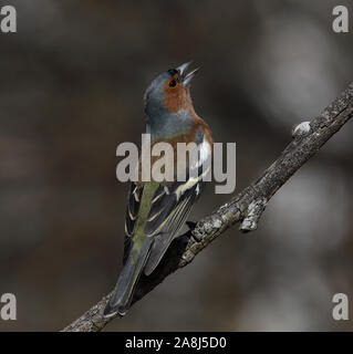 Buchfink, gewöhnlicher Buchfink, Fringilla coelebs, männlich, Gesang aus Zweig Stockfoto