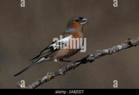 Buchfink, gewöhnlicher Buchfink, Fringilla coelebs, männlich, Gesang aus Zweig Stockfoto