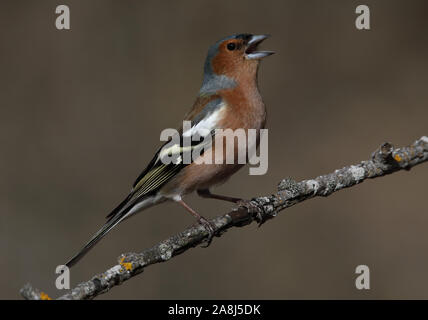 Buchfink, gewöhnlicher Buchfink, Fringilla coelebs, männlich, Gesang aus Zweig Stockfoto