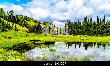 Ein Blick auf Tod See mit den vielen alpinen wilde Blumen wie aus dem Wanderweg gesehen unten kommen Tod Berg in Sun Peaks, British Columbia, Kanada Stockfoto