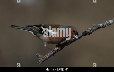 Buchfink, gewöhnlicher Buchfink, Fringilla-Koelebs auf dem Zweig sitzend, Brutgefieder Stockfoto