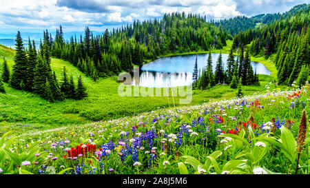 Ein Blick auf Tod See mit den vielen alpinen wilde Blumen wie aus dem Wanderweg gesehen unten kommen Tod Berg in Sun Peaks, British Columbia, Kanada Stockfoto