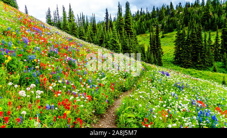 Wandern durch die alpinen Wiesen mit Wildblumen reichlich gefüllt. Für Tod Berg an der alpinen Dorf Sun Peaks in der Shuswap Hochland von BC Stockfoto