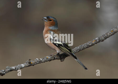 Buchfink, gewöhnlicher Buchfink, Fringilla coelebs, männlich, Gesang aus Zweig Stockfoto