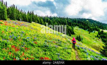 Wandern durch die alpinen Wiesen mit Wildblumen reichlich gefüllt. Für Tod Berg an der alpinen Dorf Sun Peaks in der Shuswap Hochland von BC Stockfoto