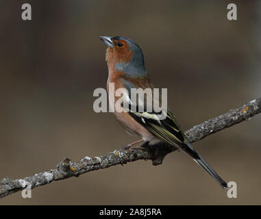 Buchfink, gewöhnlicher Buchfink, Fringilla coelebs Stockfoto