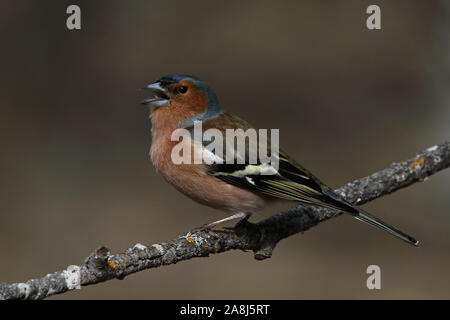 Buchfink, gewöhnlicher Buchfink, Fringilla coelebs, männlich, Gesang aus Zweig Stockfoto