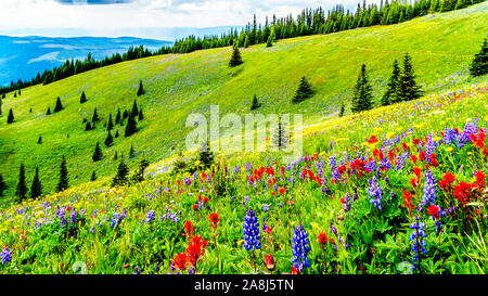Wandern durch die alpinen Wiesen mit Wildblumen reichlich gefüllt. Für Tod Berg an der alpinen Dorf Sun Peaks in der Shuswap Hochland von BC Stockfoto