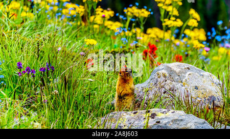 Ein kolumbianischer Erdhörnchen unter den Wildblumen in der Hochalpinen von Tod Berg in der Shuswap Hochland von British Columbia, Kanada Stockfoto