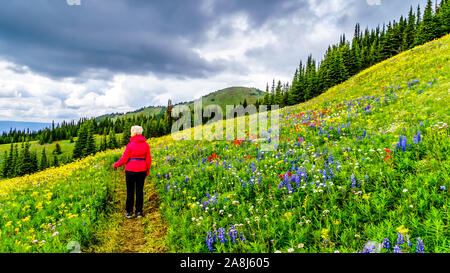 Wandern durch die alpinen Wiesen mit Wildblumen reichlich gefüllt. Für Tod Berg an der alpinen Dorf Sun Peaks in der Shuswap Hochland von BC Stockfoto