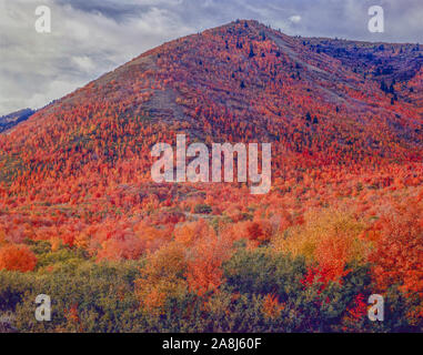 Ahorn im Herbst, Spanish Fork Canyon, Utah Acer macrophyllum Stockfoto