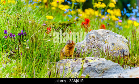 Ein kolumbianischer Erdhörnchen unter den Wildblumen in der Hochalpinen von Tod Berg in der Shuswap Hochland von British Columbia, Kanada Stockfoto