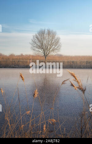 Einsamer Baum und die gefrorenen Kanal in einem Wintermorgen in Kinderdijk. Reflexion auf Eis. Trocken, eisige Feld. Blue Sky. Keine Blätter. Stockfoto