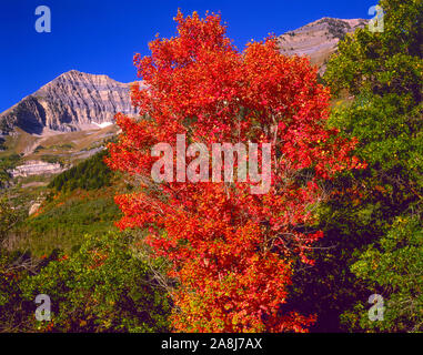 Ahorn und Mt. Timpanogos, der Unita National Forest, Utah Wasatch Mountains, Mt. TImpanogos Wildnis Stockfoto