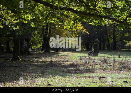 Die Buche (Fagus sylvatica) Bäume in Sierra de Urbasa-Andia Naturpark, Navarra, der Nördlichen Iberischen Halbinsel Stockfoto