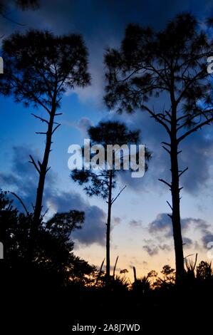 Slash Pinienwälder und Palmetto scheuern bei Sonnenuntergang in der National Key Deer Zuflucht auf Big Pine Key, Florida Keys, Florida, USA Stockfoto