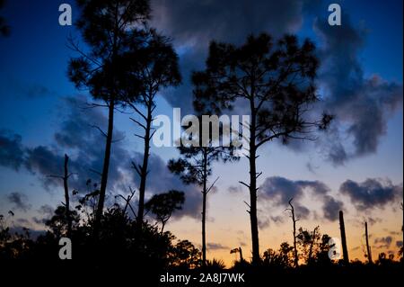Slash Pinienwälder und Palmetto scheuern bei Sonnenuntergang in der National Key Deer Zuflucht auf Big Pine Key, Florida Keys, Florida, USA Stockfoto