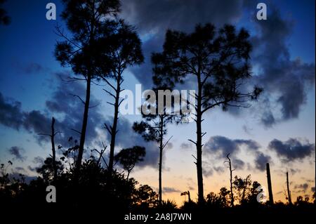 Slash Pinienwälder und Palmetto scheuern bei Sonnenuntergang in der National Key Deer Zuflucht auf Big Pine Key, Florida Keys, Florida, USA Stockfoto