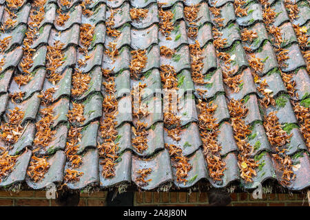 Altes Bauernhaus mit Dachziegel von Laub bedeckt Stockfoto