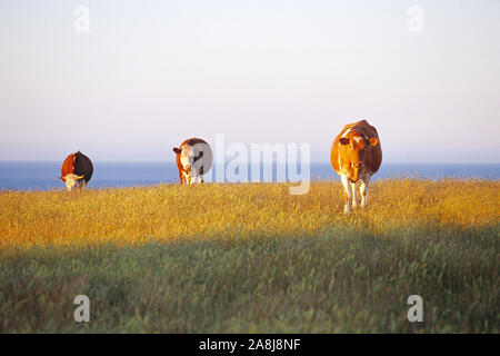 Guernsey. Die Landwirtschaft. Herm Insel. Kühe auf einem Hügel mit Blick auf das Meer. Stockfoto