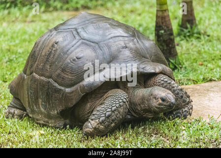 Aldabra Riesenschildkröte, Seychellen Schildkröte Stockfoto