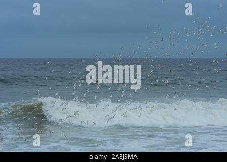 Dunlin, Calidris alpina, dicke Vogelwolke Stockfoto