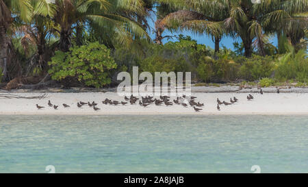 Große Haubenseeschwalbe, Seevögel, Polynesien, Vögel, die ihre Jungen füttern Stockfoto