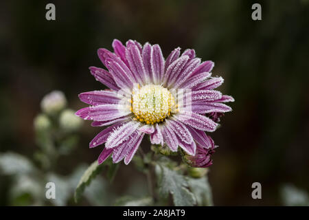 Nahaufnahme seltene rosa Chrysanthemen. Herbst Raureif Blume. Chrysantheme zawadskii. Stockfoto