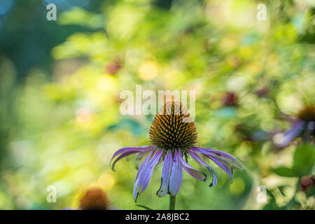 Stock Foto von einem Detail einer Eizelle aus einem Lila Blume. Natur Stockfoto