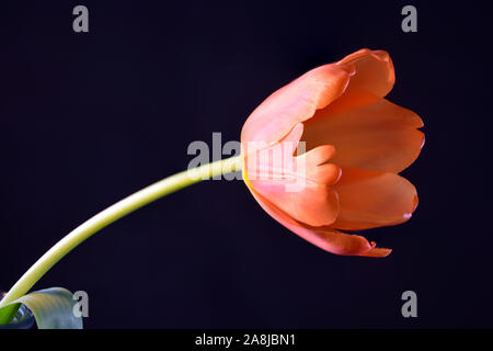 Einsame Single Tulpe Blume Nahaufnahme Stockfoto