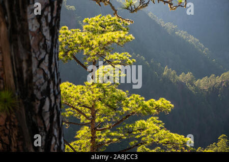 Die Wälder Berge in der cumbrecita Caldera de Taburiente National Park Stockfoto