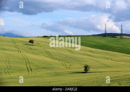 Sanfte Hügel und Wiesen Landschaften mit Bäumen im Val d'Orcia, Toskana, Italien Stockfoto