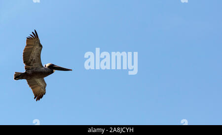 Flying pelican gegen den blauen Himmel, Sanibel Island, Florida, USA Stockfoto