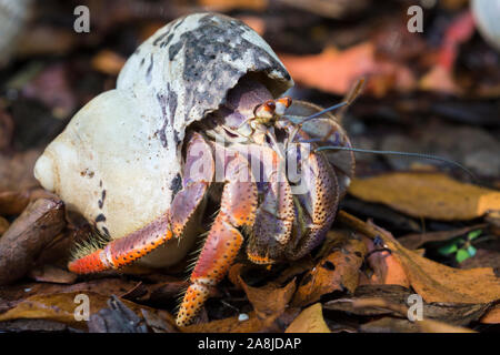 Eine wilde Einsiedlerkrebs in der Nähe von Fort Jefferson in Dry Tortugas National Park (Florida). Stockfoto