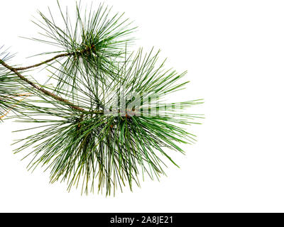 Baum Tannenzweig isoliert auf weißem Hintergrund Stockfoto