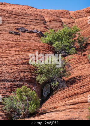 Pflanzen und versteinerte Dünen, Snow Canyon State Park, St. George, Utah. Stockfoto