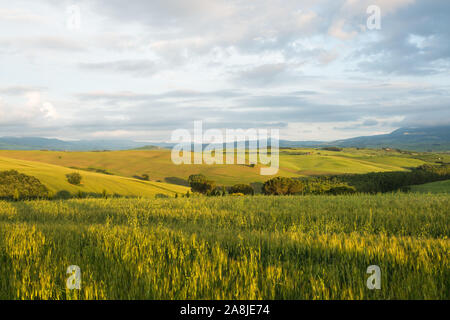 Sanfte Hügel und Wiesen Landschaften mit Bäumen im Val d'Orcia, Toskana, Italien Stockfoto
