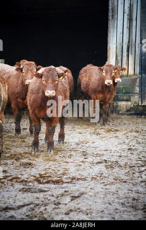 Kuhherde in einer schlammigen Hof in Wales, Großbritannien Stockfoto