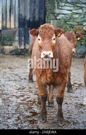 Kuh stehend in einem Bauernhof bei nassem Wetter in Snowdonia, Wales, Großbritannien Stockfoto