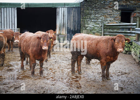 Herde von Kühen, Rindern, Viehzucht, auf einer britischen Farm in Wales, Großbritannien Stockfoto