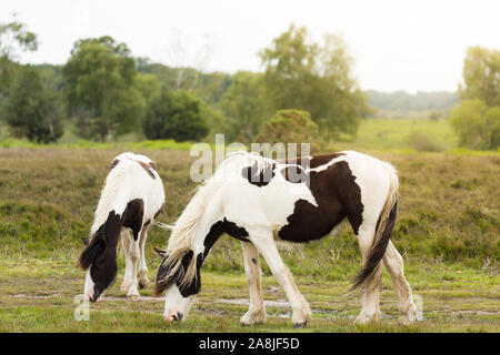 New Forest Ponys grasen in der englischen Landschaft, Hampshire, England Stockfoto