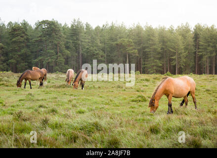 Ponys grasen in der New Forest in Hampshire, England, Großbritannien Stockfoto